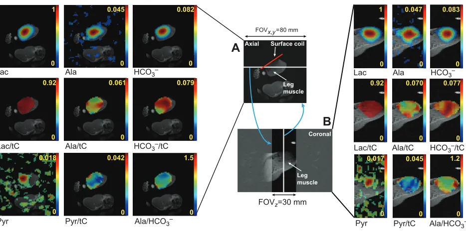 Fig. 6. Different metabolite enzyme activity ratios in rat skeletal muscle after the injection of 40 mmol l−difference between pre-/post-DCA measurements (*1 hyperpolarized [1-13C]lactate