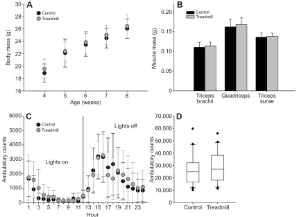 Fig. 2. Treadmill exercise did not alter mouse body mass, muscle mass or home-cage activity level