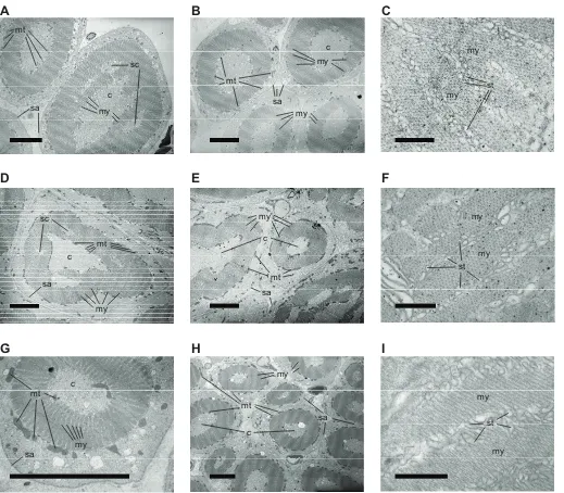 Fig. 4. Transmission electron micrographs of cross sections of sonic muscle, the protractor muscle of the elastic spring apparatus in three doradidcatfish species.myofibrils, cores of sarcoplasm, abundant mitochondria around the periphery of myofibrils in 