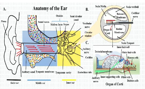 Figure 2: A. Outer ear the pinna and auditory canal separated from the middle ear by tympanic 