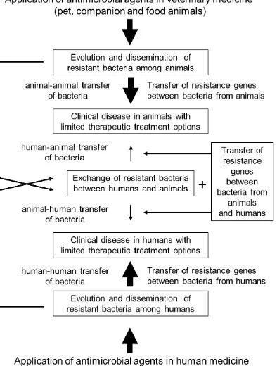 Figure 1. Schematic presentation of the dissemination of resistant bacteria and resistance genes among different hosts with particular reference to the exchange  between humans and animals