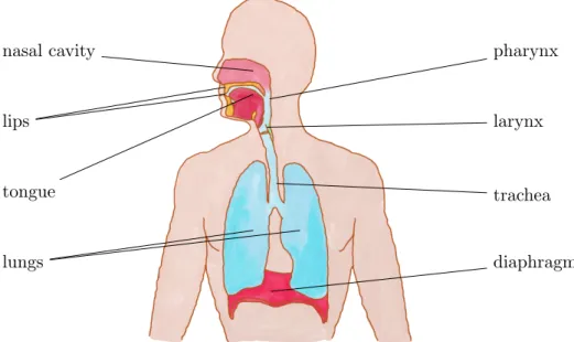 Figure 3.1: The speech production system