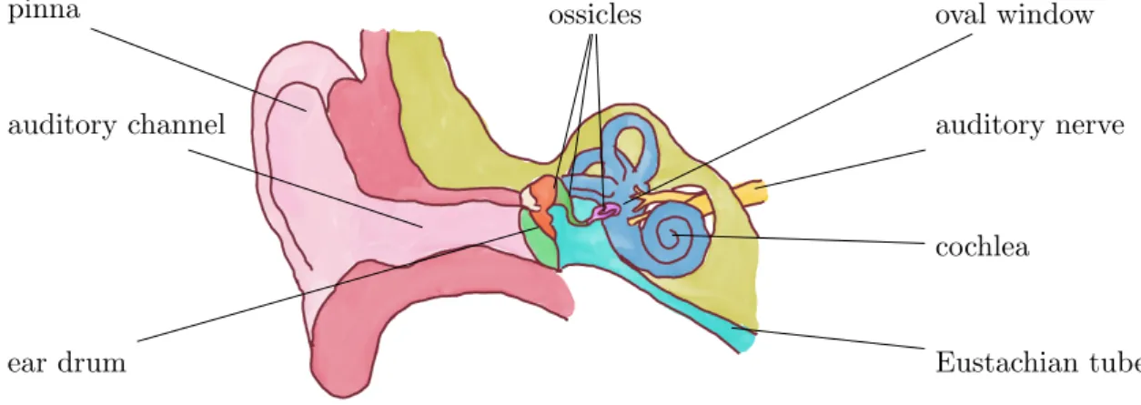 Figure 3.2: The speech perception system