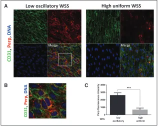 Figure 9. Perp expression was enriched at a low shear stress region of the murine aorta