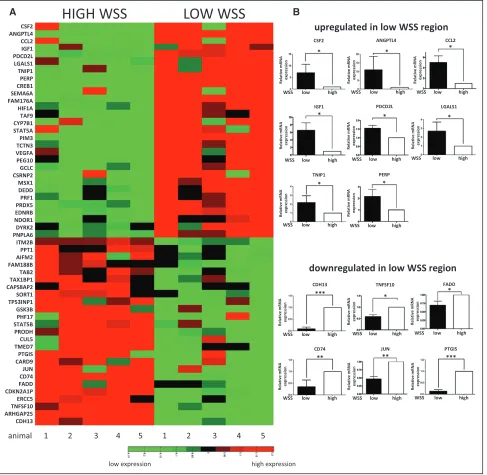 Figure 3. Transcriptome profiling of the porcine aorta. The endothelial cell (EC) transcriptome was studied at the low and high wall shear stress (WSS) regions of the porcine aorta using microarrays