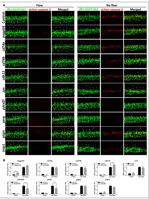 Figure 5. Zebrafish functional screening of putative apoptotic regulators. A, Zebrafish embryos (flk1:EGFP-NLS embryos; green endothelial cell [EC] nuclei) were injected with morpholinos oligonucleotides (MOs) targeting candidate genes or a nontargeting co