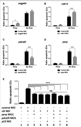 Figure 6. Validation of knockdown phe-flk1:EGFP-NLSnotypes and mechanistic studies of pro-apoptotic regulators