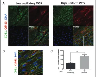 Figure 7. Cdh13 expression was enriched at a high shear stress region of the murine aorta