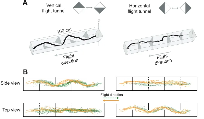 Fig. 1. Flight tunnels with obstacles for testingflight performance in cluttered environments.(A) Schematic diagram of vertical and horizontalflight tunnels
