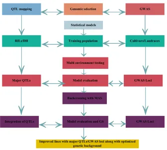 Figure 2. Combined approach of QTL mapping/Genome-wide association study (GWAS) and Genomic selection (GS)