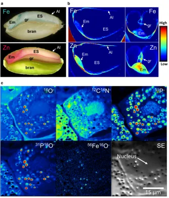 Figure 1 The locations of iron and zinc in wheat grain. (a) Transverse sections through wheat grains, showing the position of the embryo (Em), starchy endo-Mooresperm (ES), aleurone (Al), groove (gr) and bran and the locations of iron (light blue from stai