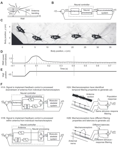 Fig. 1. Biological control model and hypotheses. (A) Diagram of wall-following cockroach