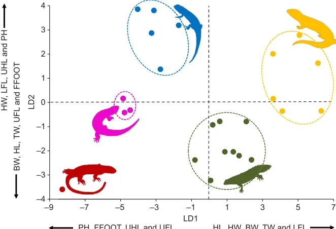 Fig. 5. Interspecific relationship between burrow cross-sectionalarea (Ab, cm2) and body mass (Mb, g)