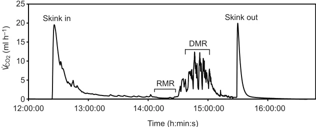 Fig. 7. Resting and digging metabolic rates (RMR andDMR, respectively) forflow rate at 300 ml min L