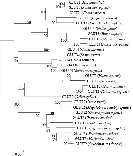 Fig 3. Phylogenetic tree of known vertebrate GLUT protein sequences. A phylogenetic tree 
