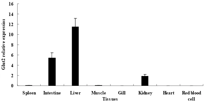 Fig 4. Tissue-specific mRNA expression of GLUT2 determined using quantitative real-time PCR