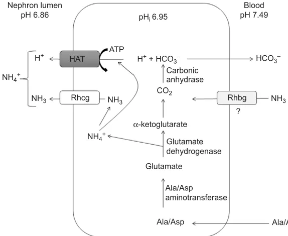 Fig. 6. Normalized mRNA expression of various transport proteins foundin the kidney of goldfish exposed to control and low environmental pHNaover 48 h