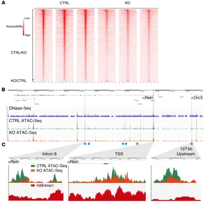 Figure 7. CHD7 deletion alters chromatin organization and reduces DNA accessibility at the Reln locus