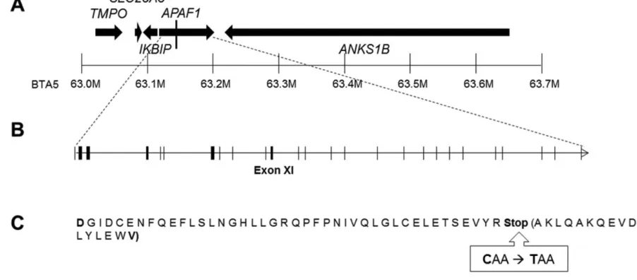 Figure 1. Identification of the APAF1 p.Q579X mutation. (A) The critical region on BTA5 is presented with the SNP-containing genes used in the validation analysis