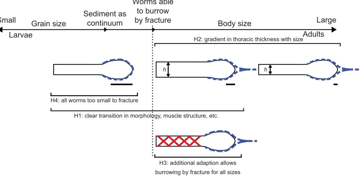 Fig. 1. Schematic diagram of the four hypotheses. (H1) A clear transition in behavior or morphology (e.g