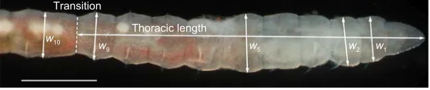 Fig. 2. Dorsal view of a representative specimen of