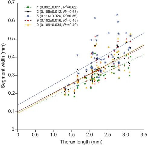 Fig. 3. Geometric similarity of Capitella sp. Widths of segments 1, 2, 5,9 and 10 plotted as a function of thoracic length of anesthetized Capitella sp.with best-fitted linear regression lines (slope±s.e., and R2, P<0.001 for all;N=45)