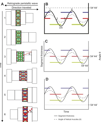 Fig. 8. Schematic diagram of the suggestedfunctions of helical muscle bands while burrowing.the segment was dilated and lower when the segmentwas elongated