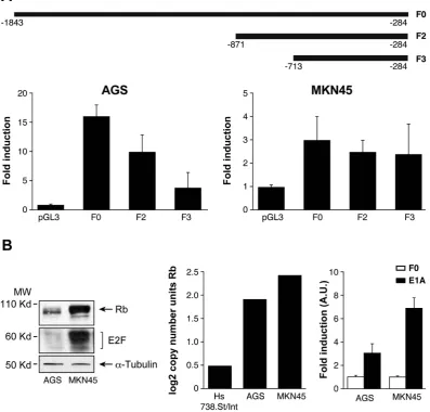 Figure 4. were repeated three times with similar results. The graph on the center represents relative expression level (log 2-copy number) of RB1 in control (Hs 738St/Int) and tumoral AGS and MKN45 cells obtained from the Oncomine database