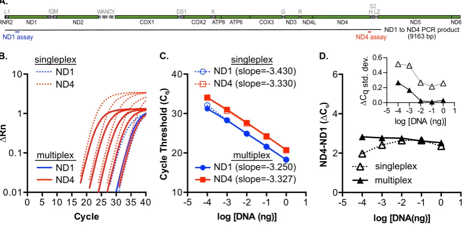 Figure 3. substrate (ng). Slopes were determined by linear regression analysis (all rND4 assays on a dilution series of ND1 to ND4 PCR product