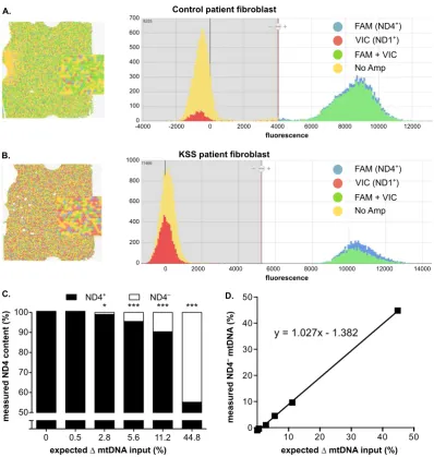 Figure 6. ND4Digital PCR (dPCR) assessment of minimal mtDNA deletion loads. Representative chips and histograms diagram show the number and distribution of ND1 and ND4 positive wells in DNA isolated from (A) control patient fibroblast and (B) KSS patient f