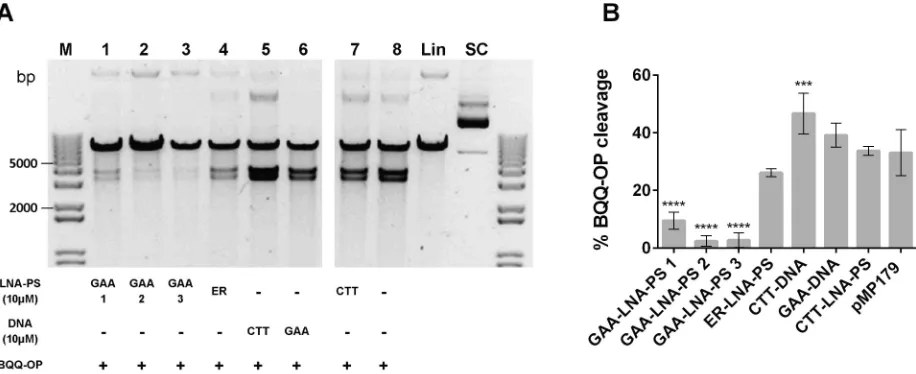 Fig 7. BQQ-OP mediated DNA cleavage of H-DNA forming (GAA)115 repeats in the presence of LNA-PS