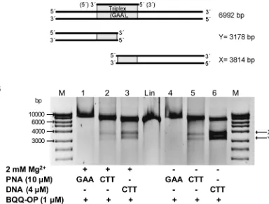 Fig 2. Triplex-specific DNA cleavage of PNA triplex at (GAA)115 repeats in linearized pMP179