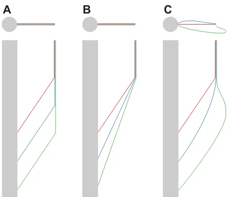 Fig. 1. Schematic diagram detailing how the glide index for a Cephalotescase, a top view (gray circle) and side view (gray rectangle) of the target tree isprovided, and three hypothetical trajectories (red, blue and green lines indicatehigh, middle and low
