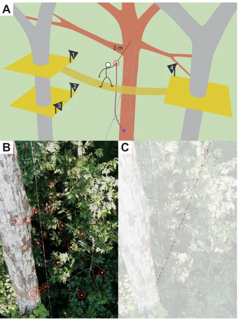 Fig. 8. Arrangement of cameras for collection of trajectories in the M3group. (A) Cameras (represented as numbered triangles) were installed oncanopy walkway platforms in trees adjacent to the target tree