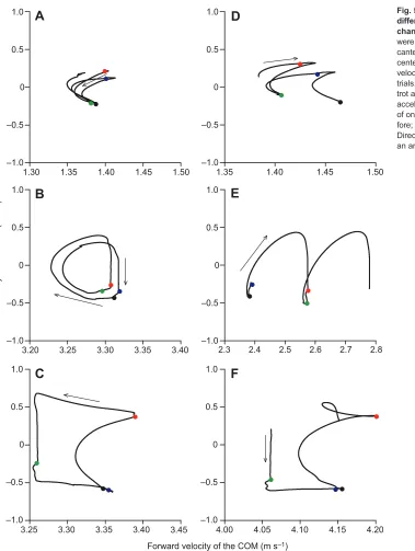 Fig. 5. Hodographs reveal shapedifferences between gaits and predictableof one of the limbs (red, right fore; blue, leftfore; black, right hind; green, left hind).Direction of the hodograph is indicated withchanges with acceleration