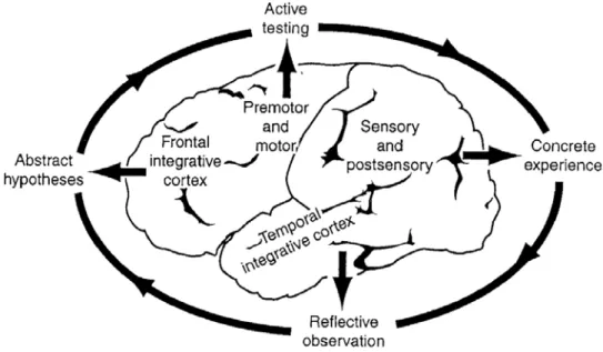 Figure 2. The experiential learning cycle and regions of the cerebral cortex.