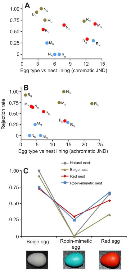 Fig. 5. The effect of model egg and nest lining color manipulations on eggrejection rates by American robins.(C) Egg ejection rates plotted by nest and egg type, which showed a significanteffect of egg type on rejection rate, irrespective of nest treatment