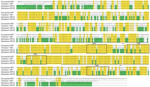 Fig. 1. Amino acid sequence alignment of the two Diplopteraputative hydrophobic transmembrane regions (TM1, TM3, and TM4) and one hydrophobic pore-forming segment (TM2) are highlighted in the boxes