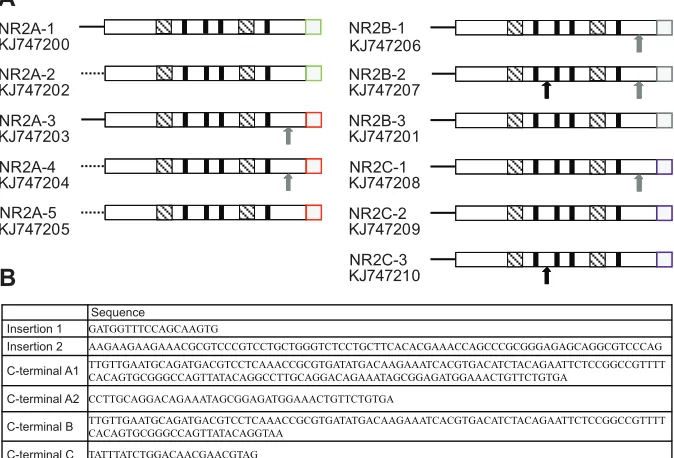 Fig. 2. Phylogram depicting the relationship betweenthe NR1 subunits fromthis receptor from other insects.was conducted in PhyML 3.0 using WAG substitution modelwith 100 bootstrap replicates
