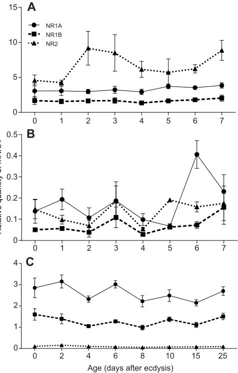Fig. 4. Graphic representation of the relative tissue distribution of NR1and NR2 transcripts.average of three pools (10 animals per pool), run in triplicate