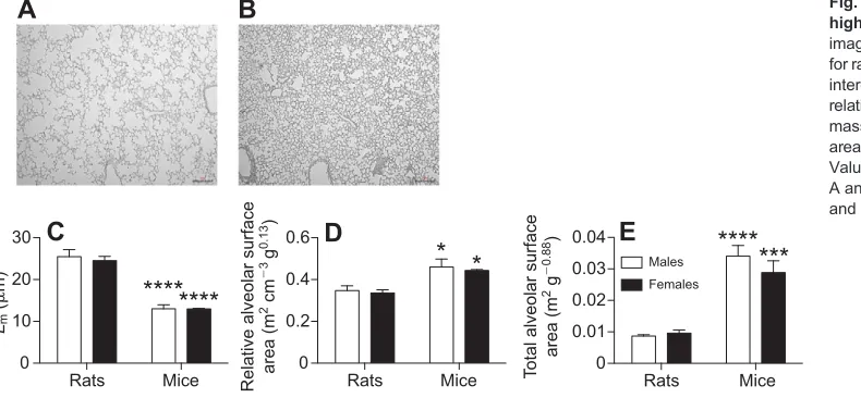 Fig. 4. Lung morphology variables in high altitude rats and mice.(A) Mass-specific lung volume and (B) mass-specific lung mass in 2 month oldrats and mice