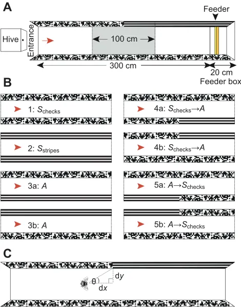 Fig. 1. Experimental set-up. (A) Schematic diagram of a flight tunnel (300 cmboth walls (long×30 cm wide×30 cm high)
