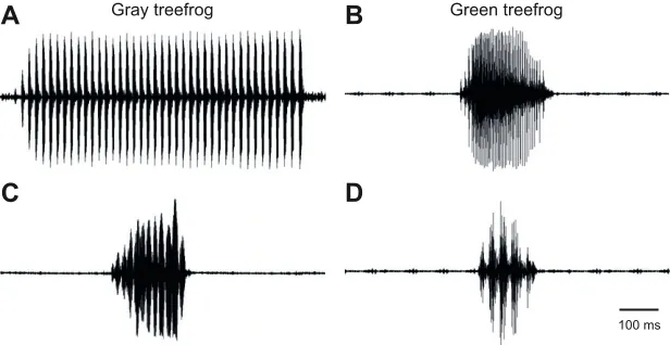Fig. 1. Examples of communication calls of graytreefrogs and green treefrogs. (A,B) Waveforms ofadvertisement call are shown for (A) gray treefrogs and(B) green treefrogs