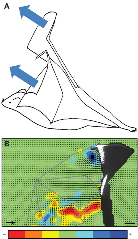 Fig. 4. Aerodynamics of upstroke at slow flight speed. (A) Direction of theaerodynamic force generated during the upstroke in a hovering or slow flyingbat