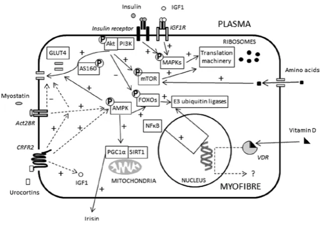 Figure 3  Roles of selected candidate molecular mediators in skeletal muscle glucose and protein metabolism