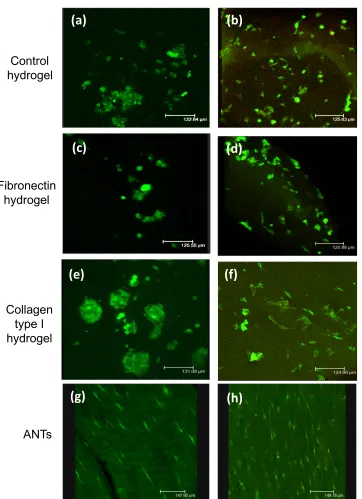 Figure 2(a)