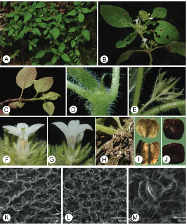 Figure 1. Morphological characters of Spiradiclis longanensis. A Habit B Flowering branch, showing the position of inflorescence C Vegetative branch, showing the linear stipules, hairy leaves and venation pattern D Hairy stems, petioles, and stipules E Hai