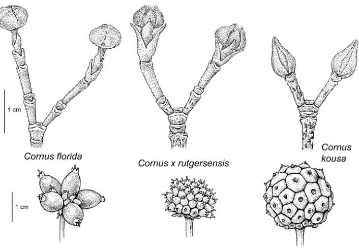 Figure 5. Comparison of flowering bud and fruit development in Cornus florida, Cornus × rutgersensis, and Cornus kousa
