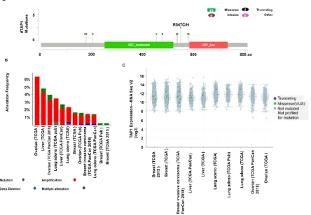 Figure 5. Analysis of expression of mutant mRNA, gene mutations, and copy number alterations of tap1 gene 