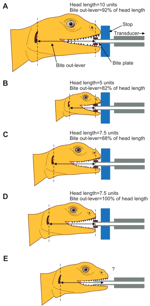 Table 1. Taxonomic variation in potential range of maximum bite-force performance due to variation in the length of the tooth rowrelative to head length